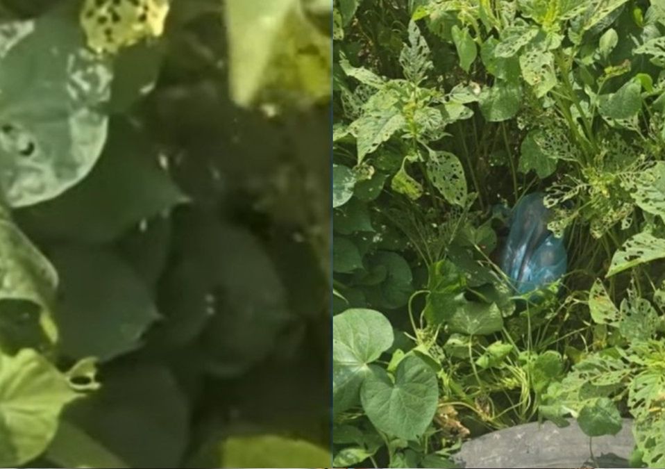 La bebé fue encontrada por vecinos de la zona