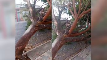 Árbol caído en Monterrey. | Especial