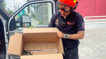 Los patos fueron encontrados en la avenida Revolución.| Especial