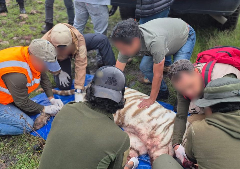 El tigre de bengala escapó Centro de Conservación de la Semarnat en San Bernardo Tlalmimilolpan | PROFEPA