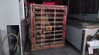 La perrita fue resguardada por la División Canina de Protección Civil y Bomberos de Guadalajara | Javier León