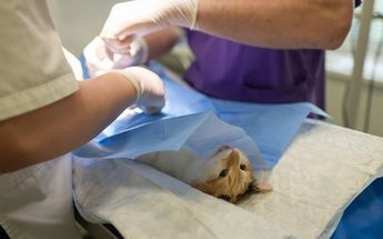 Campañas de esterilización animal en Guadalajara / Pixabay