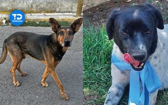 Simba y Polo, perros rescatados | Elvia García | Andrés Lobato