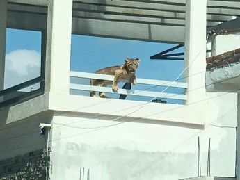 La  leona fue vista en el balcón de una vivienda en Querétaro | ESPECIAL