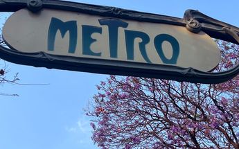 La jacaranda mimosifolia es originaria de Brasil y Argentina | Ariana Pérez