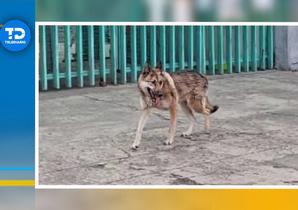 El lobo fue perseguido por policías y ciudadanos para ser capturado | Especial