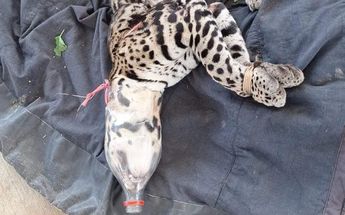 El ocelote tiene una combinación entre rayas y rosetas oscuras sobre fondo amarillento y su cola puede alcanzar los 45 centímetros | Jhonatan González
