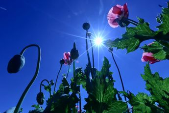 Destruyendo plantío de amapola. | Ariel Ojeda