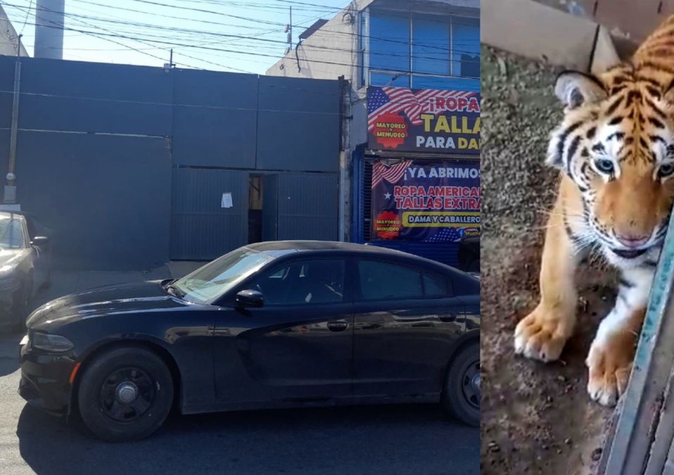 Encuentran a tigre en Monterrey tras cateo | Especial