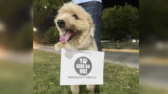 Perrito-Greñas de Nuevo-León sufrió abuso; exigen justicia