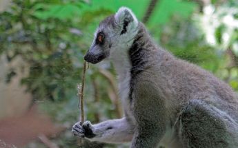 Lémures de Parque Loro Puebla | Yanahui Flores