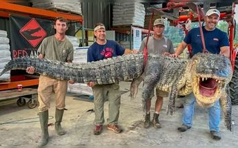 Cocodrilo gigante capturado en Mississippi / Especial