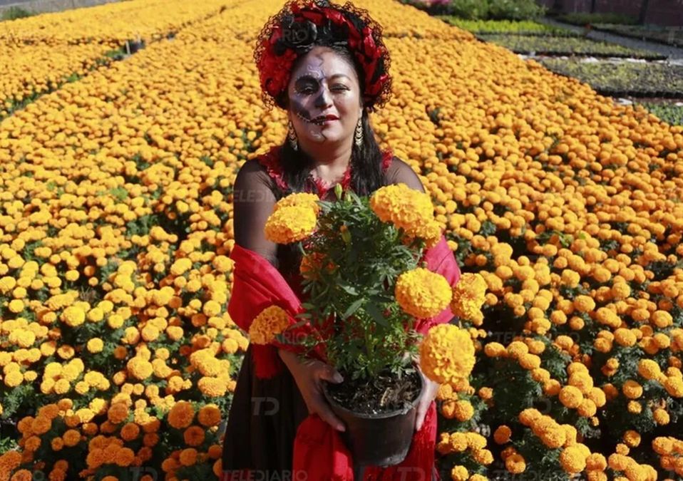Atlixco huele a cempasúchil; Puebla es productor principal de la flor de Día de Muertos