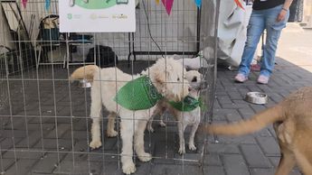 Los caninos ya están esterilizados, desparasitados y listos para integrarse a una familia | Foto: Fátima Briceño