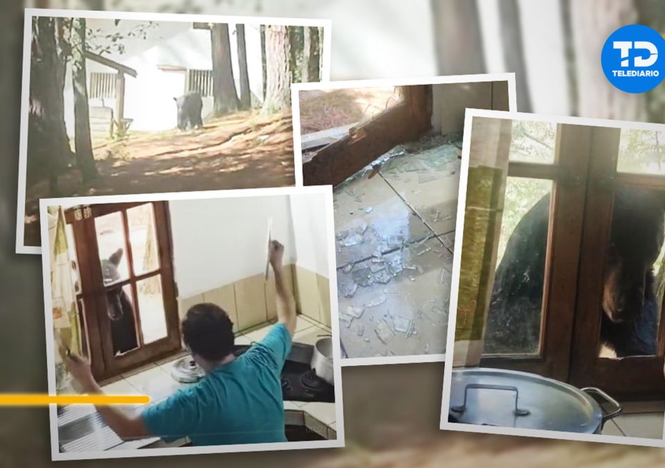 Oso destroza ventana de una cabaña en Santiago, NL | VIDEO