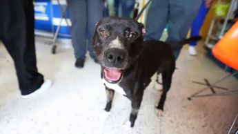 Negrito se encuentra bajo resguardo en la Unidad de Protección Animal de Guadalajara | Cortesía Milenio