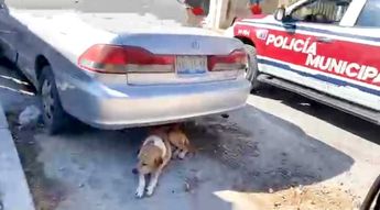 El comercio en la calle Gardenia de Bella Vista, Tehuacán, fue el escenario del ataquede un perro / Apolonia Amayo