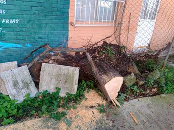 Las raices de árboles en Agua Santa incluso levantan el suelo de casas vecinas / Leslie Mora