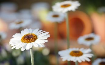 El equinoccio de primavera marca el fin del del invierno /Pixabay