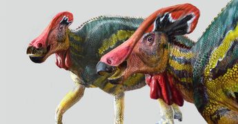 El Tlatolophus galorum, descubierto en General Cepeda, es uno de los dinosaurios más emblemáticos de Coahuila. | Nathional Geographic