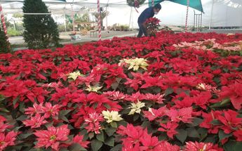 La nochebuena es una flor representativa en la temporada navideña / Deenitza Almanza