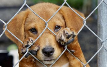 Maltrato animal/ Especial