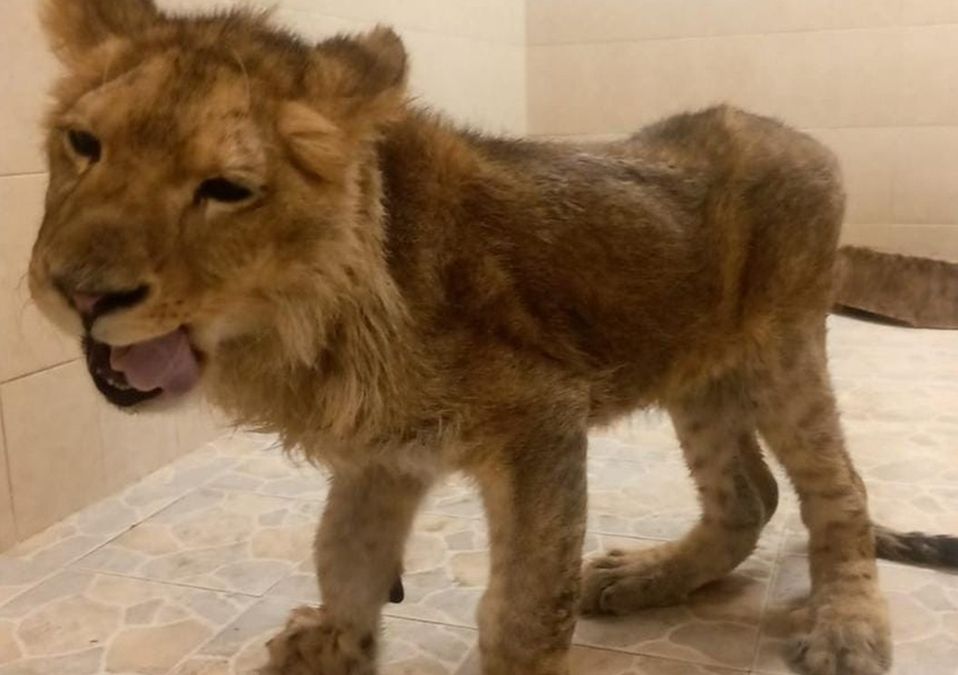 El león fue localizado en las calles del fraccionamiento Las Américas/ Especial.