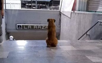 Hachiko mexicano /Instagram