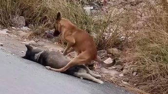 Captan a perrito tratando de reanimar a su amigo atropellado en Escobedo, Nuevo León