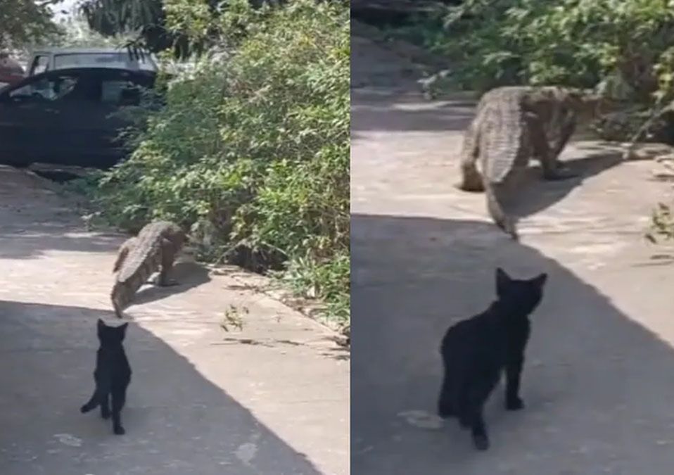Cocodrilo es captado en calles de Tampico; gatito lo persigue