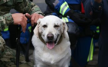 Frida, la perrita rescatista estuvo de manera presencial en la ceremonia de develación de su estatua /Araceli López