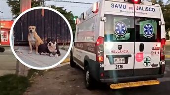Vecinos señalaron que los perros ya han atacado a otras personas anteriormente. | Juan Carlos Munguía