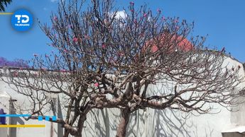 La iglesia de Nativitas Cuautempan cuenta con un árbol único en su atrio / Yandros Caín