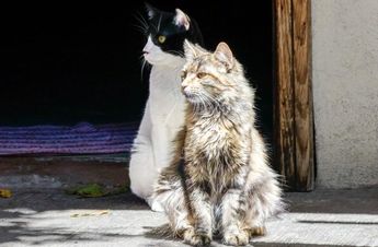 Gatos y perros negros o blancos son las víctimas de sacrificios rituales durante octubre y noviembre | Es Imagen