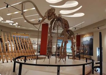 El Museo del Mamut contará con fauna que se encontró en la zona/ Michelle Mejía