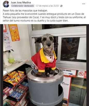 Perrita que 'trabaja' en Oxxo enternece las redes sociales /  Cortesía