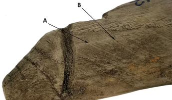 Un nuevo análisis sugiere que el objeto de tamaño natural, que mide 6,3 pulgadas de largo, en realidad se usó como un instrumento sexual. | Vindolanda