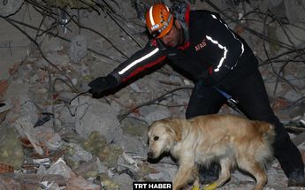 Perrito rescatista salva a 5 personas en Turquía / TRT Haber.