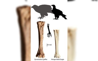 Águila descubierta en Australia / EFE