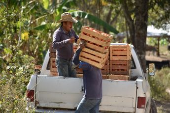 La producción de jitomate en México representa anualmente más de 3 millones de toneladas / Especial