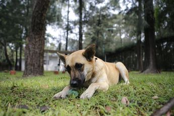 Spike vive con otros seis 'lomitos' / Andrés Lobato