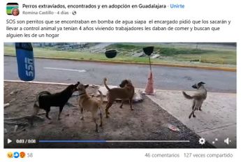 Publicación de facebook que denunciaba el sacrificio de los 4 perritos | Romina Castillo vía Facebook