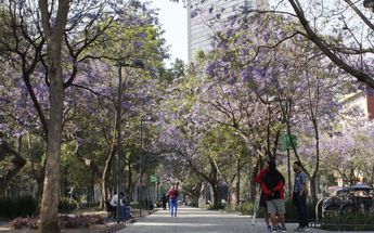 Urbe floreada / Nicole Sandoval