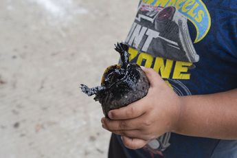 Una tortuga llena de petróleo en Veracruz