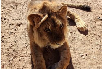 León africano de 9 meses | Liberto Ureña