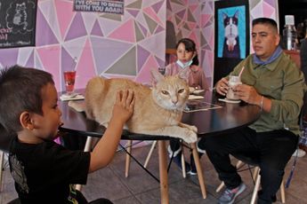 Las familias pueden convivir con los gatos en Meau café bistró | Melanie Torres