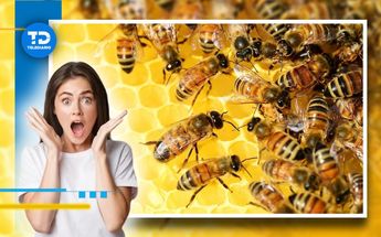 Las abejas cumplen un rol importante en los ecosistemas.