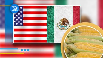 México pierde disputa por maíz transgénico contra EU