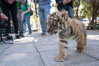 Durante la presentación del tigre de bengala cachorro, periodistas notaron la ausencia de la jirafa.
