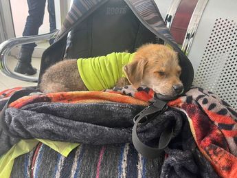 Un perrito acompañaba al menor al momento de ser interceptado por autoridades. | Cortesía